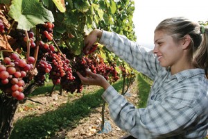 BINGEN, GERMANY - OCTOBER 09: Field worker Anna uses a knife to pick gewuerztramine grapes during a harvest in a vineyard at Rochus mountain on October 9, 2007 in Bingen at Rhine, Germany. A winegrower said that this harvest will be a good class of yield and quality. (Photo by Andreas Rentz/Getty Images)